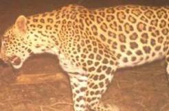 Leopard spotted on the Runway of Hyderabad airport