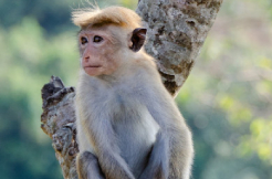 Around 30 monkeys found dead in a drinking water tanker in Nandikonda