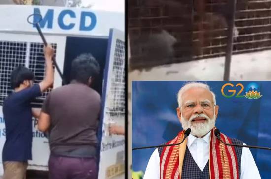 Congress shows concern for dogs during G20 Summit 