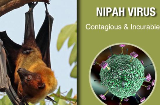Nipah virus might be back in Kerala 
