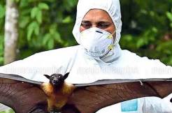 Nipah virus might be back in Kerala 