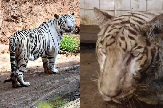 Tragic Loss: White Bengal Tiger Abhimanyu Passes Away at Hyd Zoo