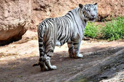 Tragic Loss: White Bengal Tiger Abhimanyu Passes Away at Hyd Zoo