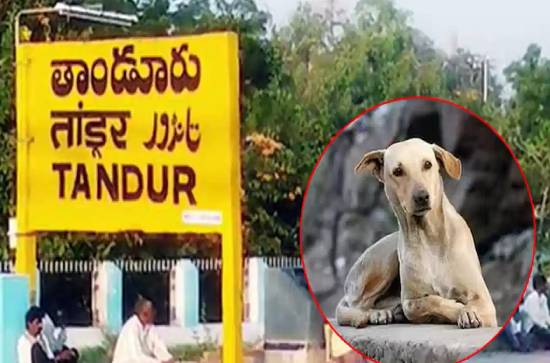 Pet dog kills 5 months old baby in Tandur