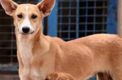 Pet dog kills 5 months old baby in Tandur