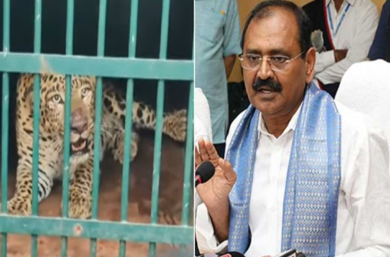 TTD Chairman says sticks have been distributed for scientific reasons 