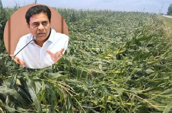 BRS is farmers’ government: KTR assures farmers in loss