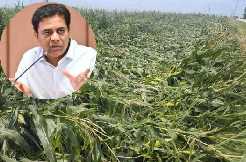 BRS is farmers’ government: KTR assures farmers in loss